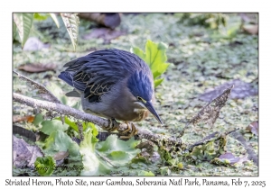 Striated Heron