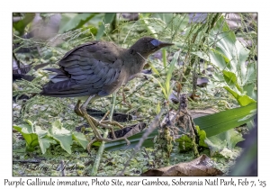 Purple Gallinule immature