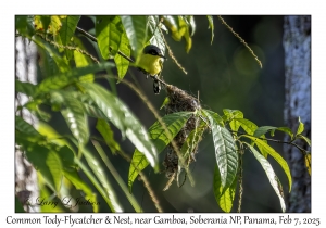 Common Tody-Flycatcher & Nest