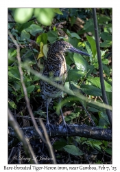 Bare-throated Tiger-Heron immature