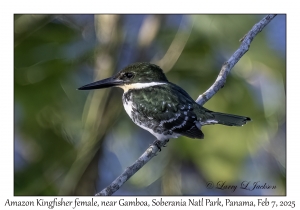 Amazon Kingfisher female