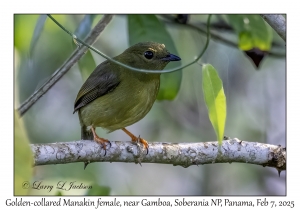 Golden-collared Manakin female