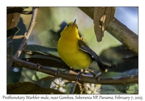 Prothonotary Warbler male