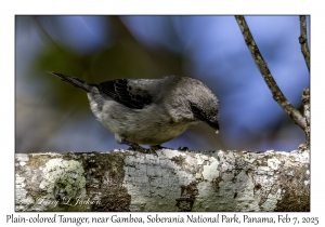 Plain-colored Tanager
