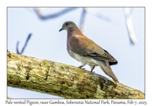 Pale-vented Pigeon