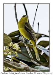 Orchard Oriole female