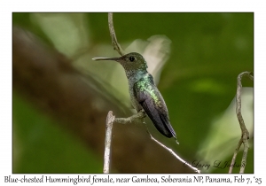 Blue-chested Hummingbird female