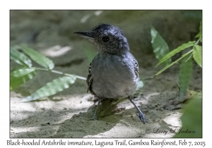Black-hooded Antshrike immature