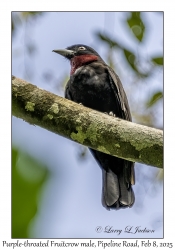Purple-throated Fruitcrow male
