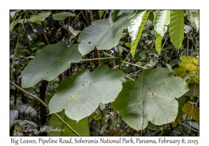 Big Leaves