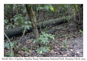 WW2 Pipeline