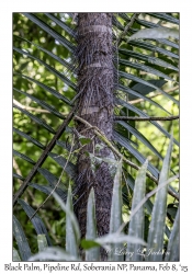 Black Palm
