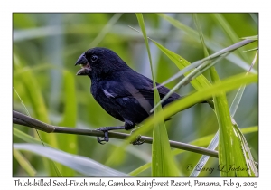 Thick-billed Seed-Finch male