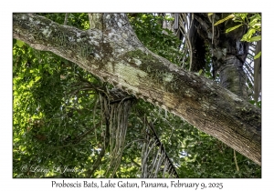 Proboscis Bats