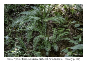 Ferns