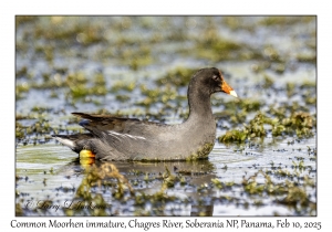 Common Moorhen immature