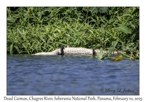 Dead Caiman