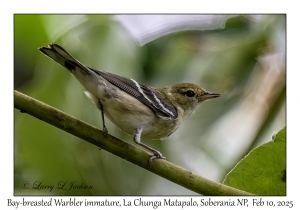 Bay-breasted Warbler immature