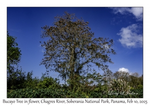 Bucayo Tree