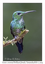 Green-crowned Brilliant female
