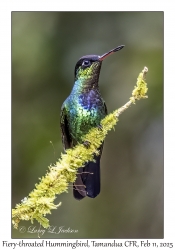 Fiery-throated Hummingbird