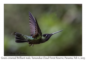 Green-crowned Brilliant male