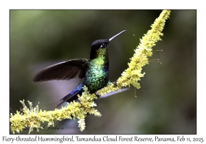 Fiery-throated Hummingbird
