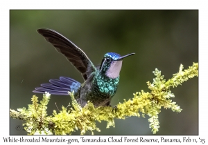 White-throated Mountain-gem male