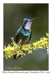 White-throated Mountain-gem male