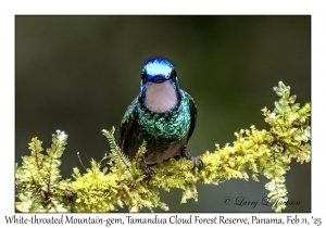 White-throated Mountain-gem male