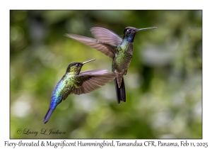 Fiery-throated Hummingbird & Magnificent Hummingbird