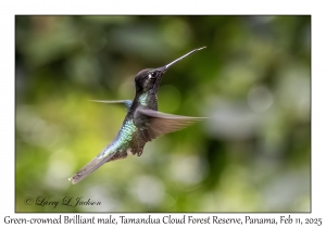 Green-crowned Brilliant male
