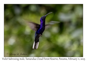Violet Sabrewing male