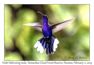 Violet Sabrewing male