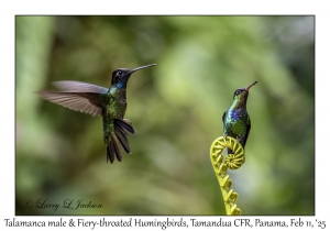Talamanca male & Fiery-throated Hummingbird