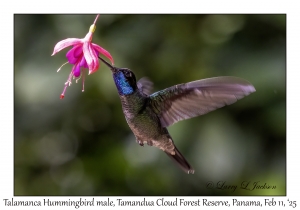 Talamanca Hummingbird male