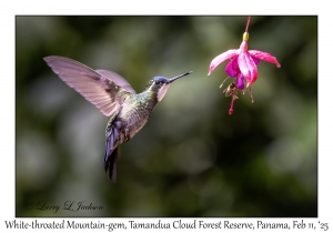 White-throated Mountain-gem male