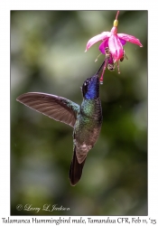 Talamanca Hummingbird male
