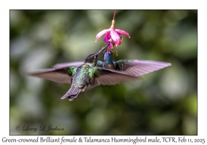 Green-crowned Brilliant female & Talamanca Hummingbird male