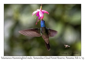 Talamanca Hummingbird male