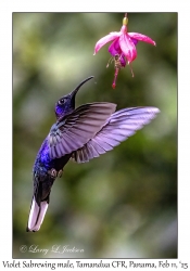 Violet Sabrewing male