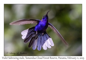 Violet Sabrewing male