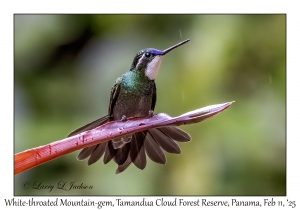 White-throated Mountain-gem male