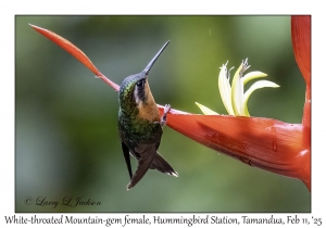 White-throated Mountain-gem female