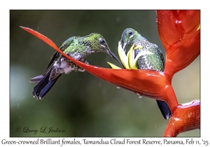 Green-crowned Brilliant females