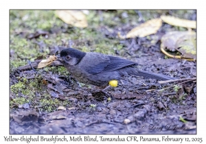 Yellow-thighed Brushfinch