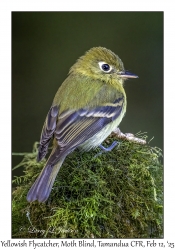 Yellowish Flycatcher