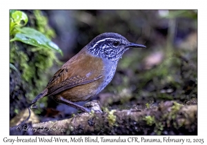 Gray-breasted Wood-Wren