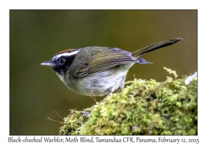 Black-cheeked Warbler