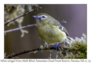 Yellow-winged Vireo